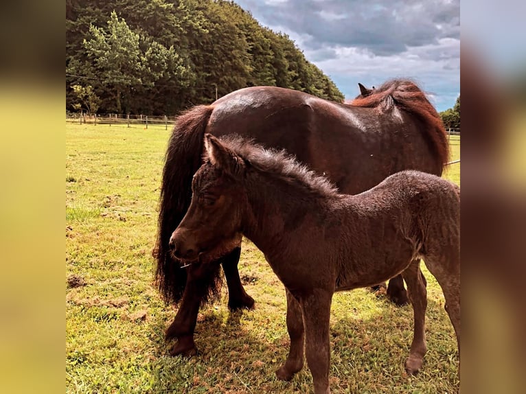 Poneys Shetland Étalon 2 Ans 105 cm Noir in Hürup OT Maasbüll