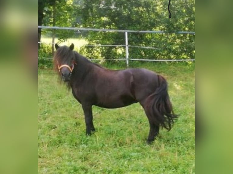 Poneys Shetland Étalon 2 Ans 105 cm Noir in Mauerkirchen