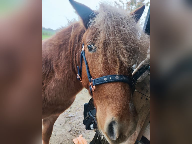 Poneys Shetland Étalon 2 Ans 106 cm Alezan in Quedlinburg