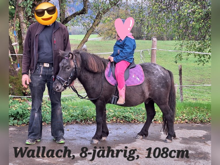 Poneys Shetland Étalon 2 Ans 107 cm Léopard in Argenbühl