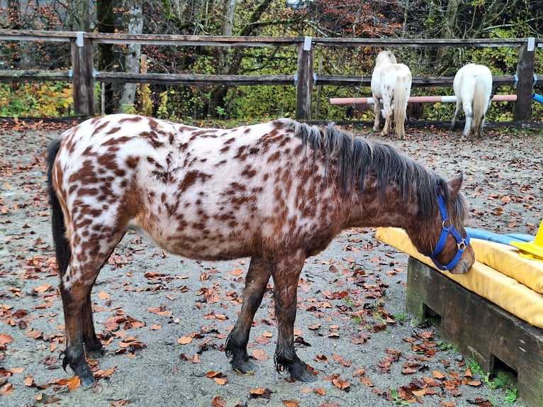 Poneys Shetland Étalon 2 Ans 107 cm Léopard in Argenbühl