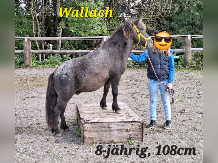 Poneys Shetland Étalon 2 Ans 107 cm Léopard in Argenbühl