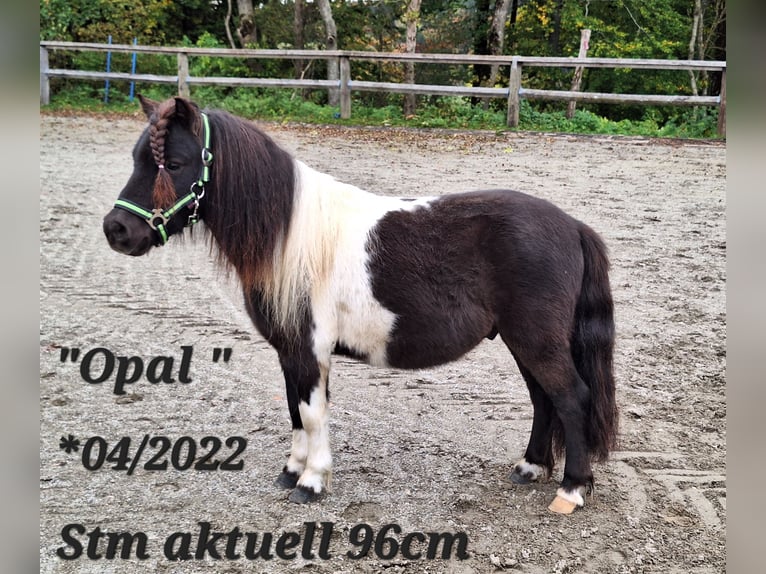 Poneys Shetland Étalon 2 Ans 107 cm Léopard in Argenbühl