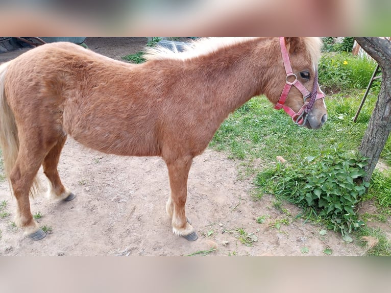Poneys Shetland Étalon 2 Ans 110 cm Alezan in Großostheim