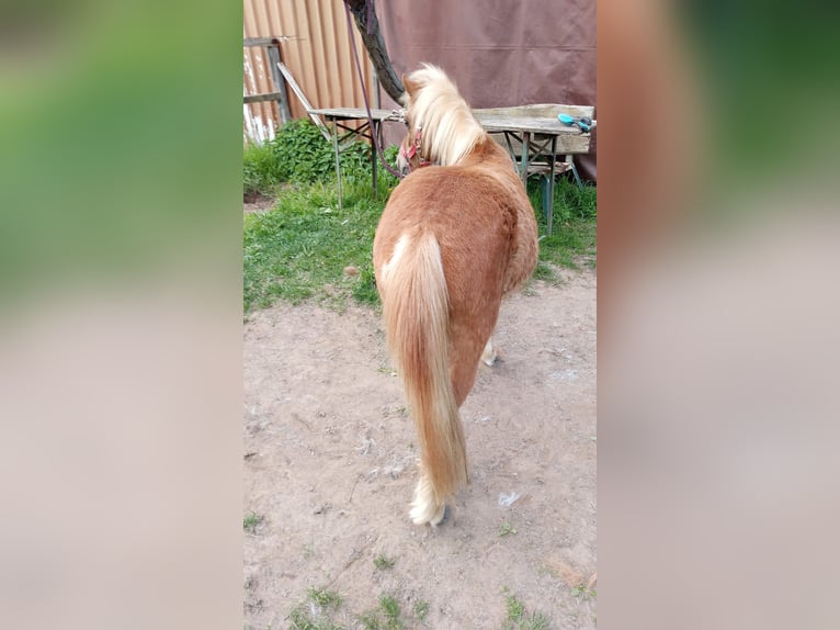 Poneys Shetland Étalon 2 Ans 110 cm Alezan in Großostheim