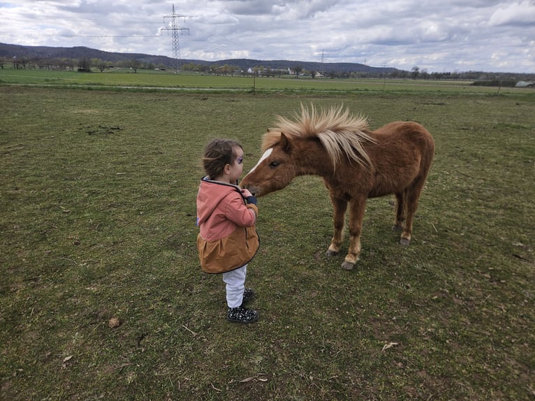 Poneys Shetland Étalon 2 Ans 110 cm Alezan in Großostheim