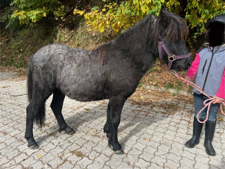 Poneys Shetland Croisé Étalon 2 Ans 110 cm Gris in Bretstein