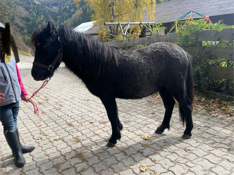 Poneys Shetland Croisé Étalon 2 Ans 110 cm Gris in Bretstein