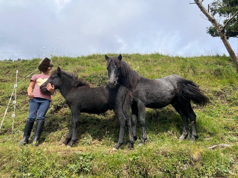 Poneys Shetland Croisé Étalon 2 Ans 110 cm Gris in Bretstein