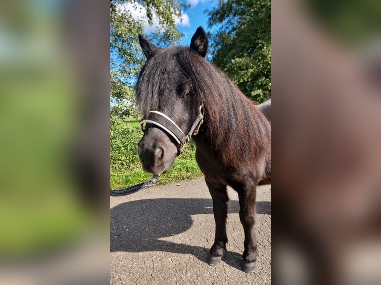 Poneys Shetland Étalon 2 Ans 110 cm Noir in Wagenfeld