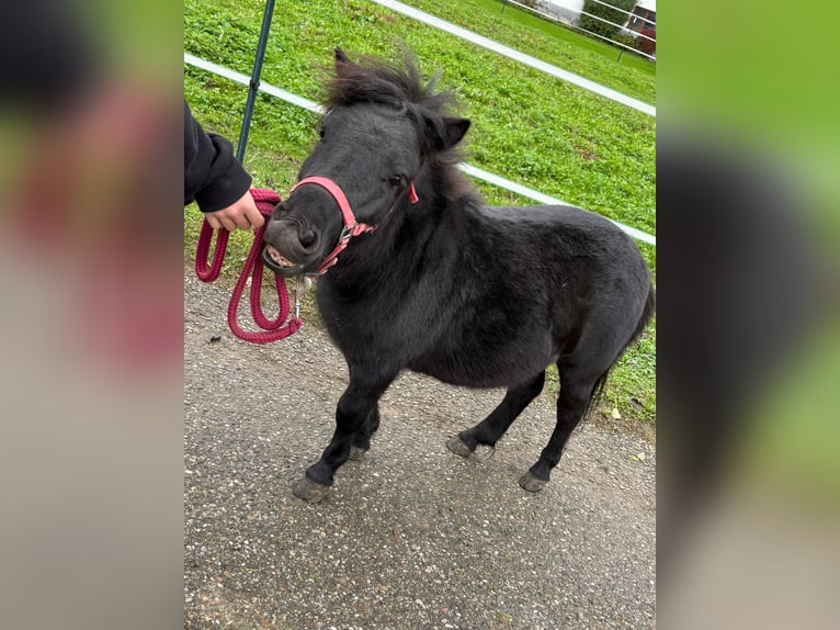 Poneys Shetland Étalon 2 Ans 80 cm Noir in Waizenkirchen