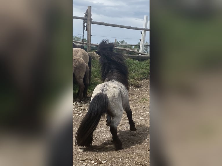 Poneys Shetland Étalon 2 Ans 80 cm Roan-Bay in Peiting