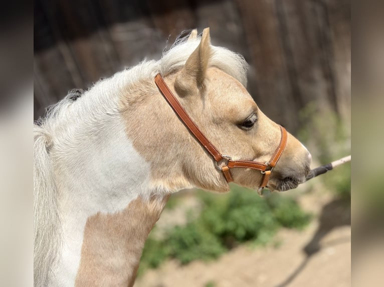Poneys Shetland Étalon 2 Ans 82 cm Pinto in Porządzie