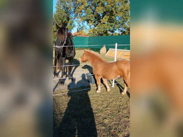 Poneys Shetland Étalon 2 Ans 85 cm Alezan in Reinsdorf