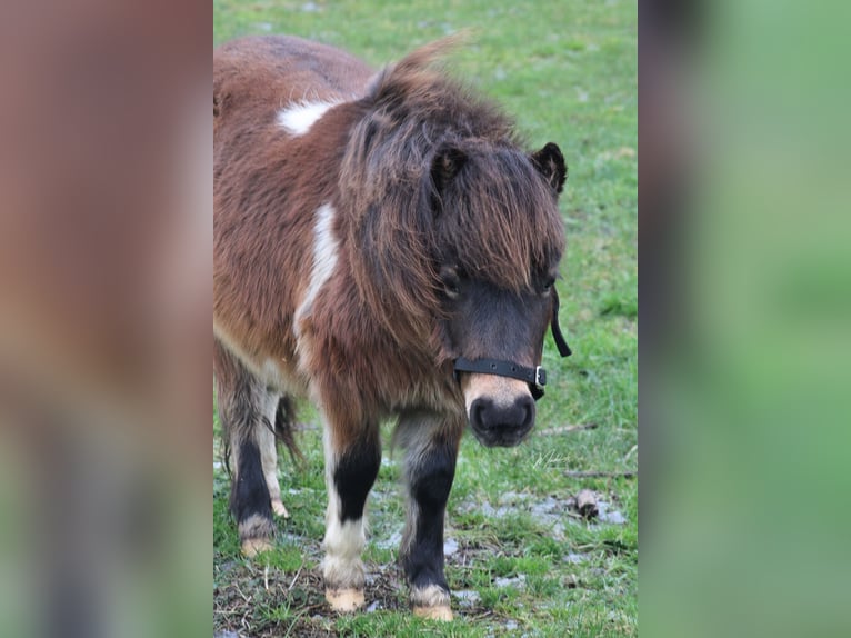 Poneys Shetland Étalon 2 Ans 85 cm Pinto in Haastrecht