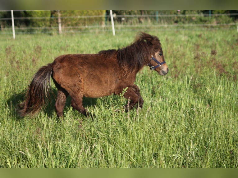 Poneys Shetland Croisé Étalon 2 Ans 87 cm Bai brun in Kasseburg