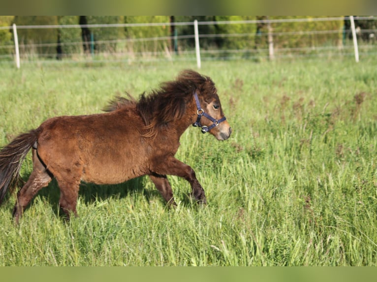 Poneys Shetland Croisé Étalon 2 Ans 87 cm Bai brun in Kasseburg