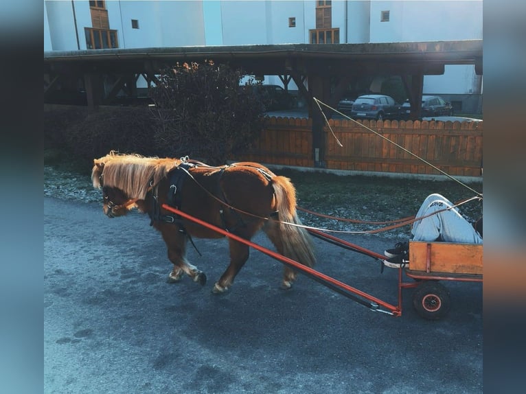 Poneys Shetland Étalon 2 Ans 90 cm Alezan in Hermagor-Pressegger See