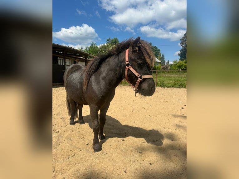 Poneys Shetland Étalon 2 Ans 90 cm in Mettmann