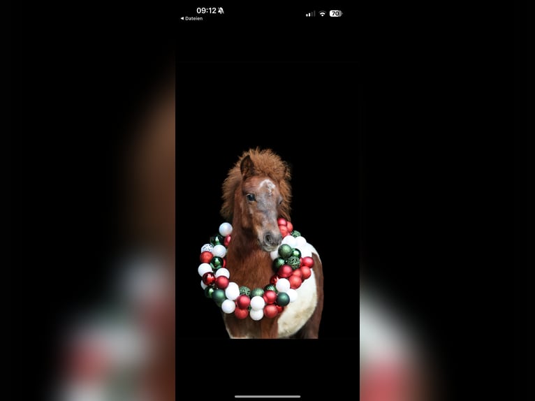 Poneys Shetland Étalon 2 Ans 90 cm Pinto in Bottrop
