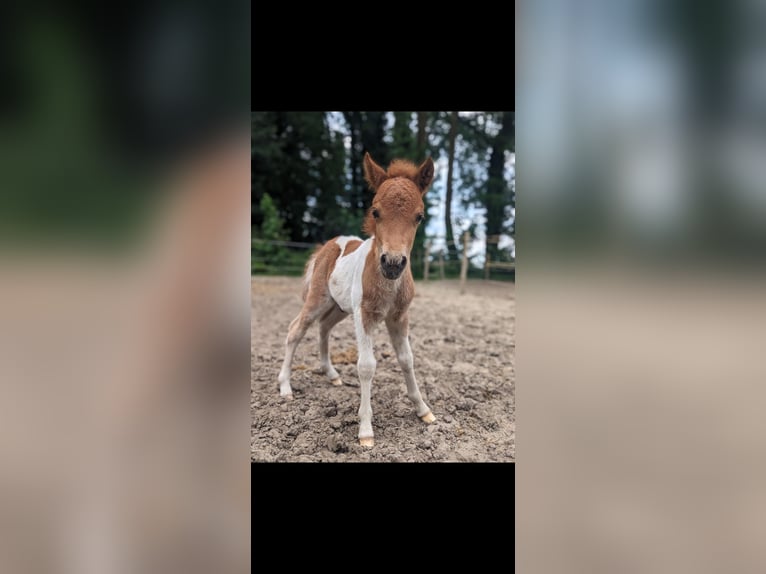 Poneys Shetland Étalon 2 Ans 90 cm Pinto in Bottrop