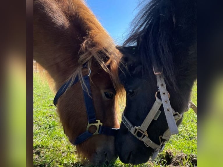 Poneys Shetland Étalon 2 Ans 90 cm Pinto in Belm