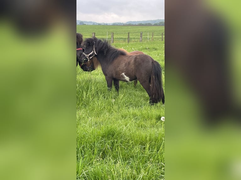 Poneys Shetland Étalon 2 Ans 90 cm Pinto in Belm