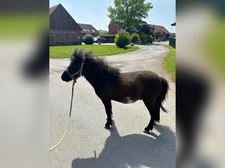 Poneys Shetland Étalon 2 Ans 90 cm Pinto in Belm