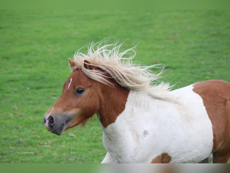 Poneys Shetland Étalon 2 Ans 90 cm Pinto in Dussen