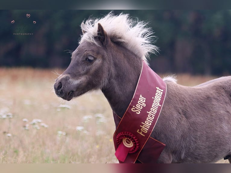 Poneys Shetland Étalon 2 Ans 98 cm Léopard in Detmold