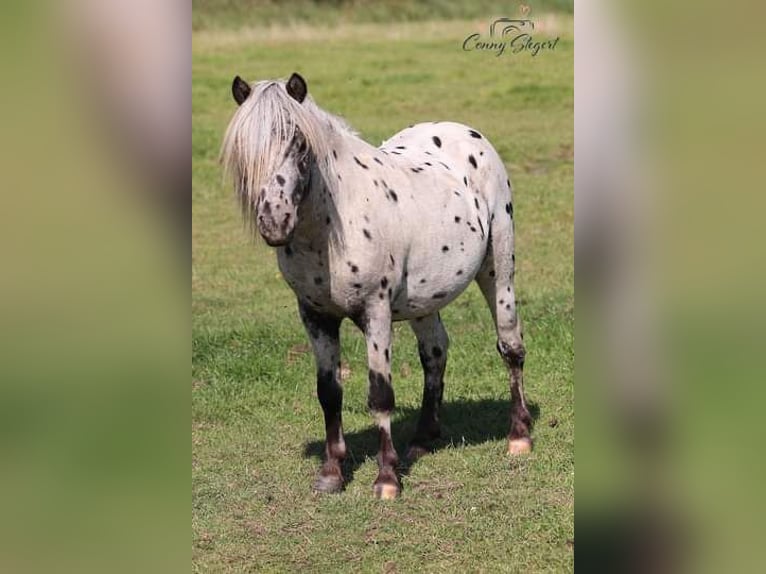 Poneys Shetland Étalon 2 Ans 98 cm Léopard in Detmold