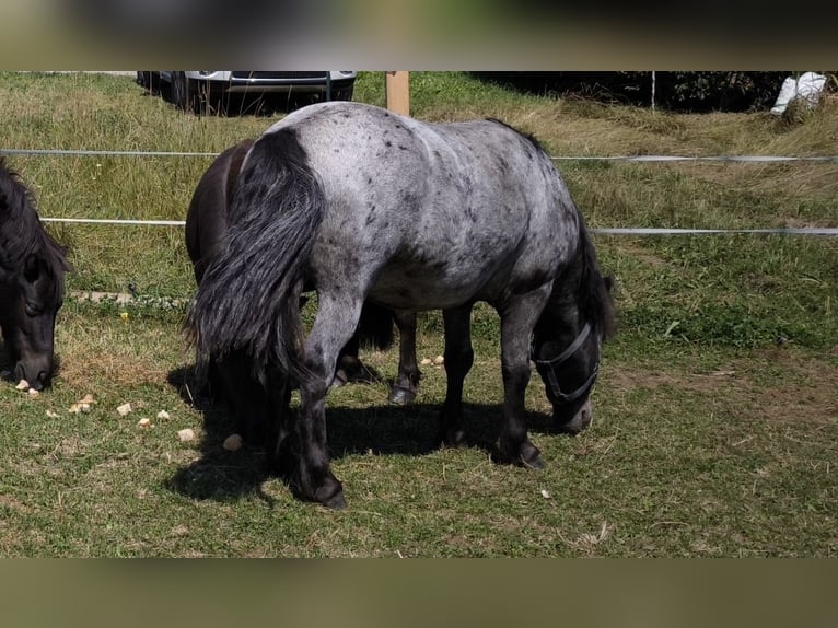 Poneys Shetland Étalon 2 Ans  in bruck