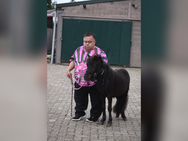 Poneys Shetland Étalon 2 Ans Noir in Achtmaal