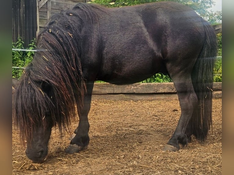 Poneys Shetland Étalon 3 Ans 100 cm Noir in Frankenberg (Eder)