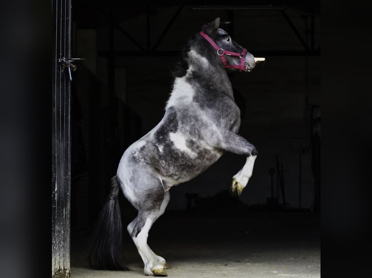 Poneys Shetland Étalon 3 Ans 100 cm Pinto in La Cabrera