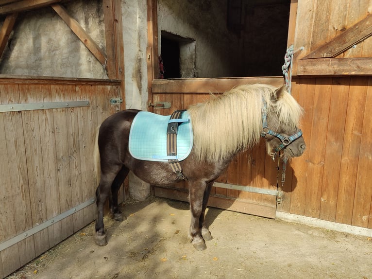 Poneys Shetland Étalon 3 Ans 103 cm in Planebruch
