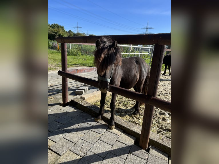 Poneys Shetland Étalon 3 Ans 103 cm Noir in Gelsenkirchen