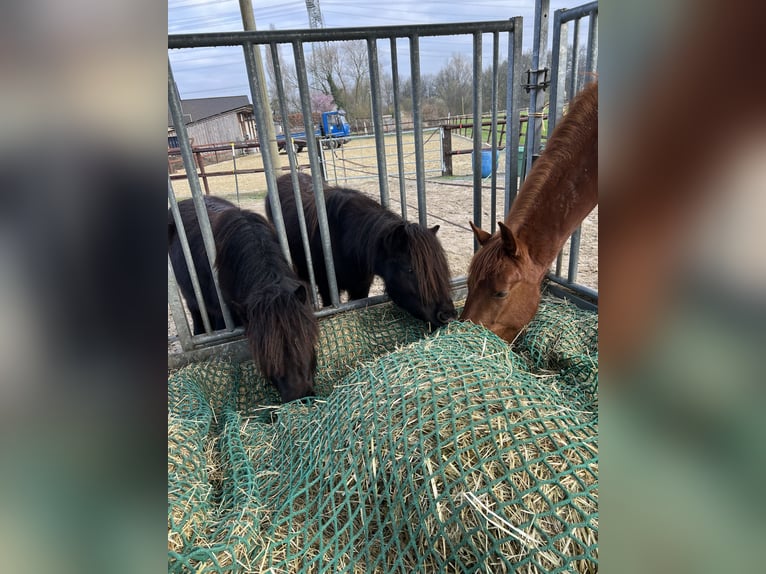 Poneys Shetland Étalon 3 Ans 103 cm Noir in Gelsenkirchen