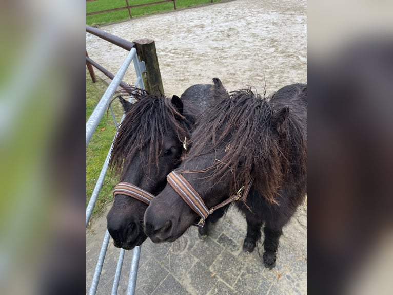 Poneys Shetland Étalon 3 Ans 103 cm Noir in Gelsenkirchen