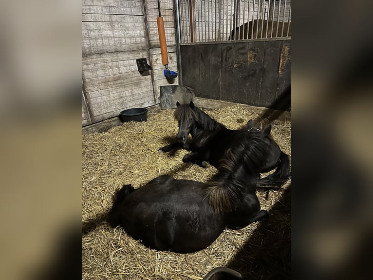 Poneys Shetland Étalon 3 Ans 103 cm Noir in Gelsenkirchen