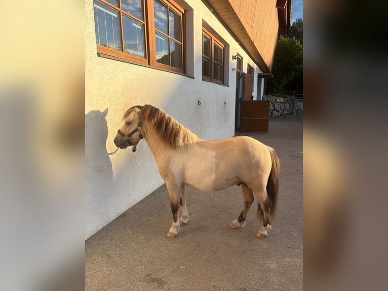 Poneys Shetland Étalon 3 Ans 104 cm Isabelle in K&#xF6;ssen