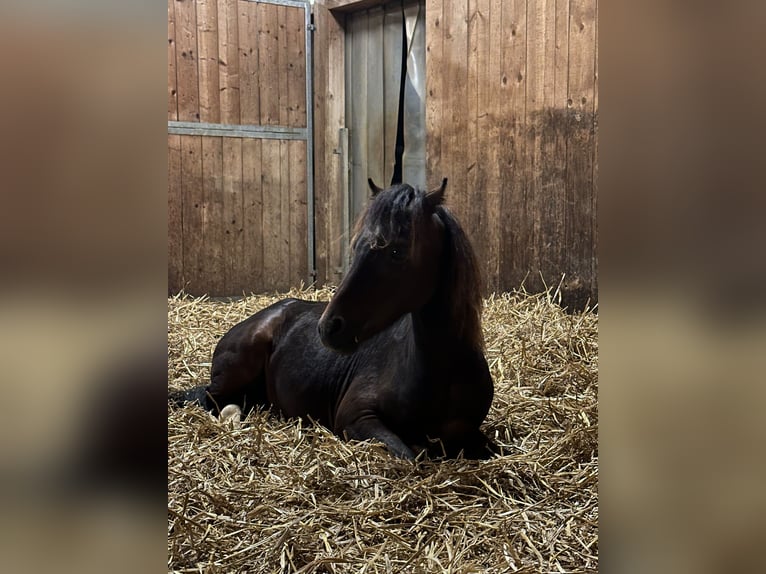 Poneys Shetland Étalon 3 Ans 105 cm Bai in Bonfol