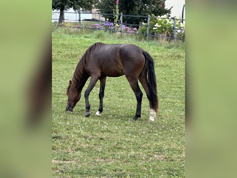 Poneys Shetland Étalon 3 Ans 105 cm Bai in Bonfol