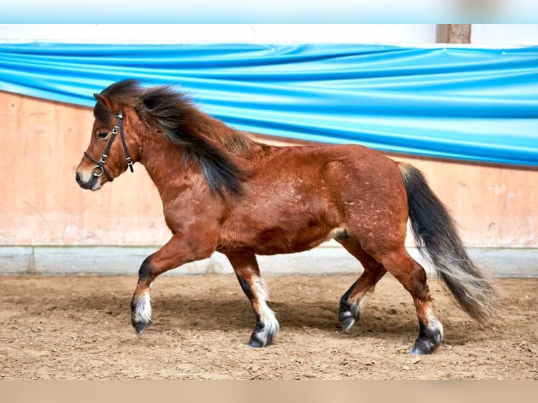 Poneys Shetland Étalon 3 Ans 105 cm Bai in Flörsbachtal