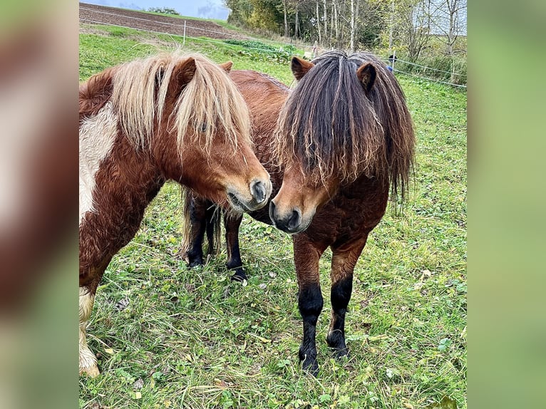 Poneys Shetland Étalon 3 Ans 105 cm Bai in Flörsbachtal