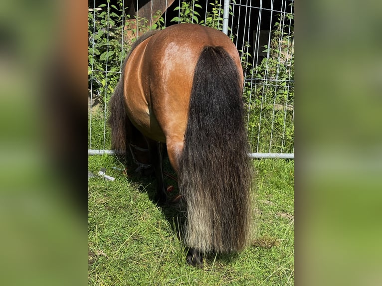 Poneys Shetland Étalon 3 Ans 105 cm Bai in Flörsbachtal