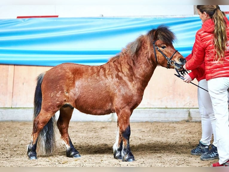 Poneys Shetland Étalon 3 Ans 105 cm Bai in Flörsbachtal