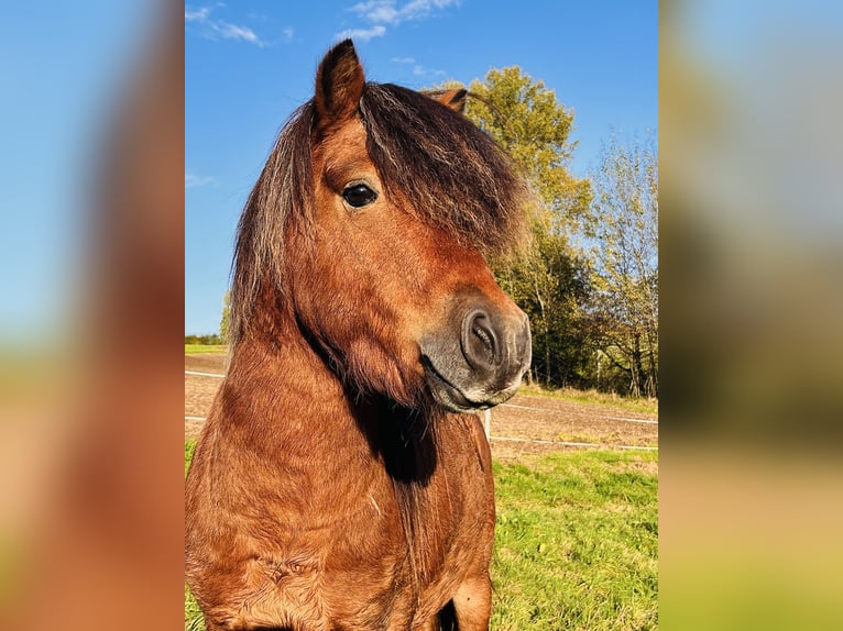 Poneys Shetland Étalon 3 Ans 105 cm Bai in Flörsbachtal