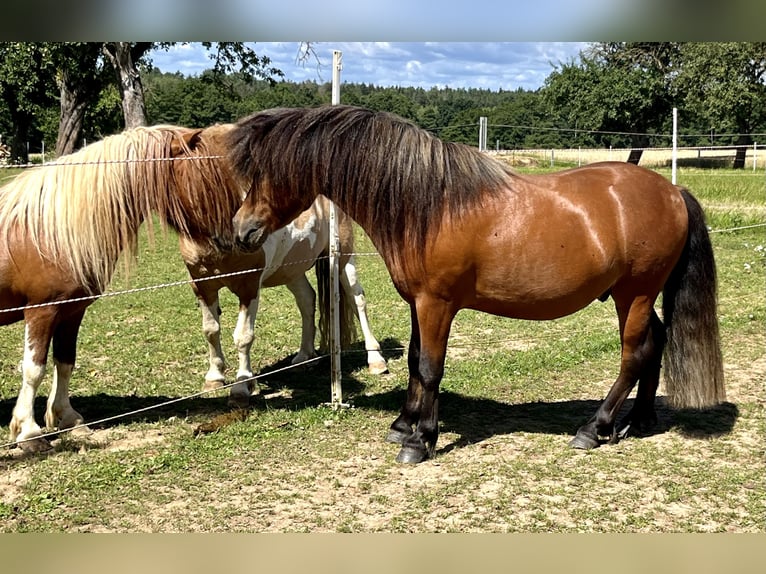 Poneys Shetland Étalon 3 Ans 105 cm Bai in Flörsbachtal