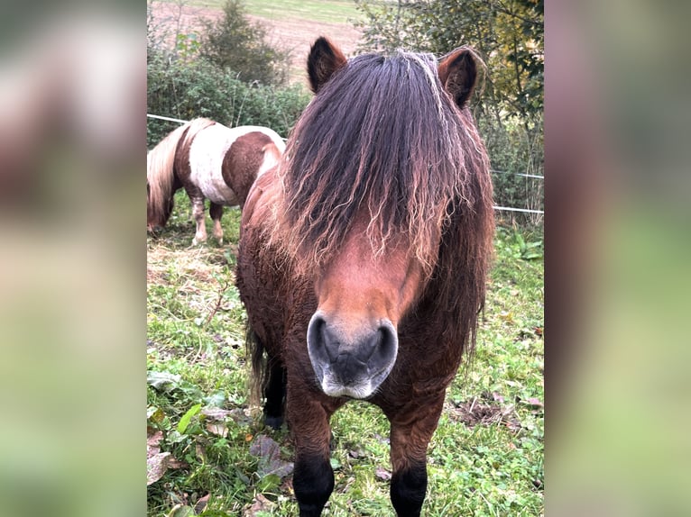 Poneys Shetland Étalon 3 Ans 105 cm Bai in Flörsbachtal